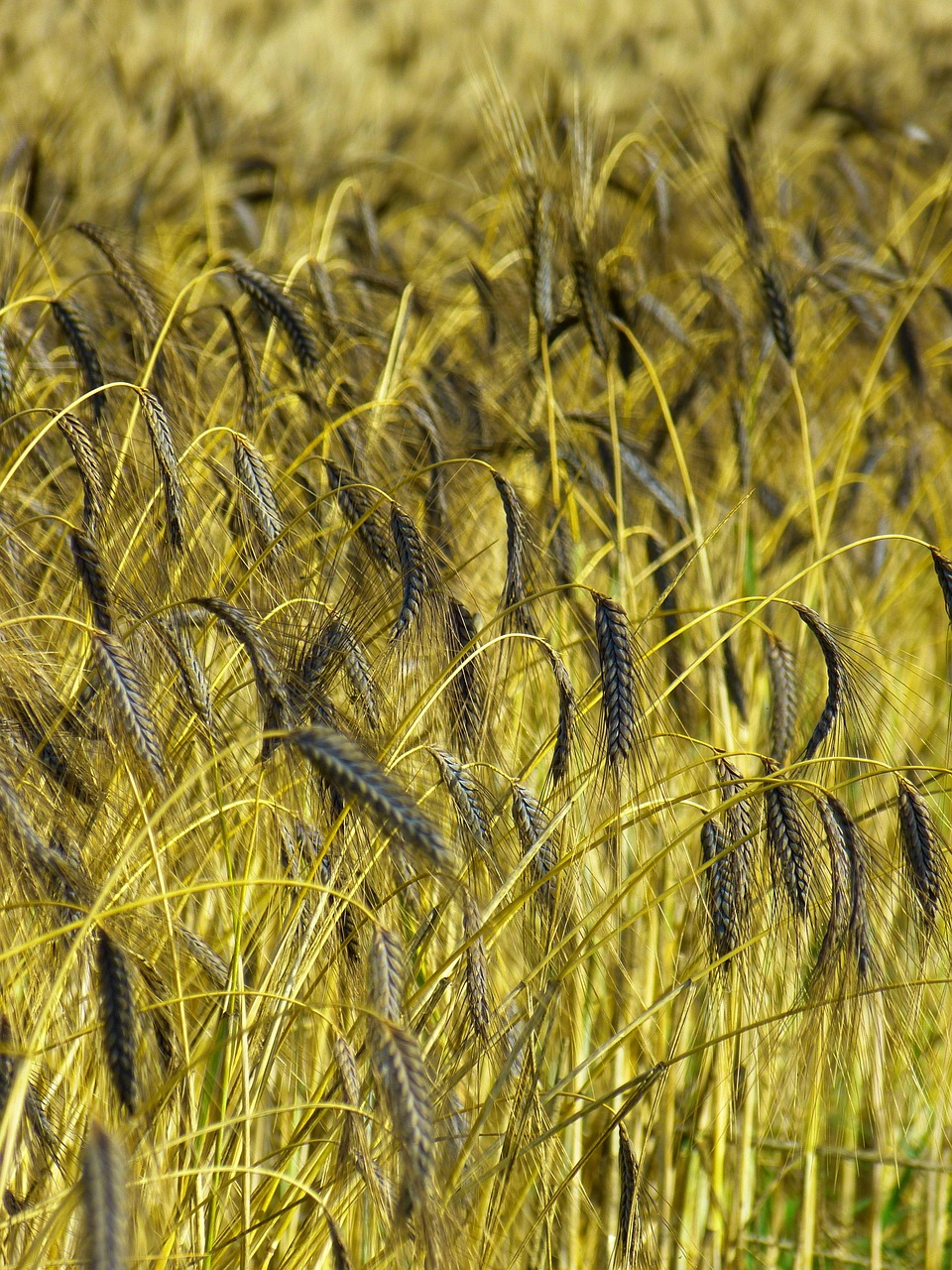 crop, farm, field, emmer wheat, hulled wheat, triticum dicoccon, cropland, rural, countryside, agriculture, farm, farm, agriculture, agriculture, agriculture, agriculture, agriculture