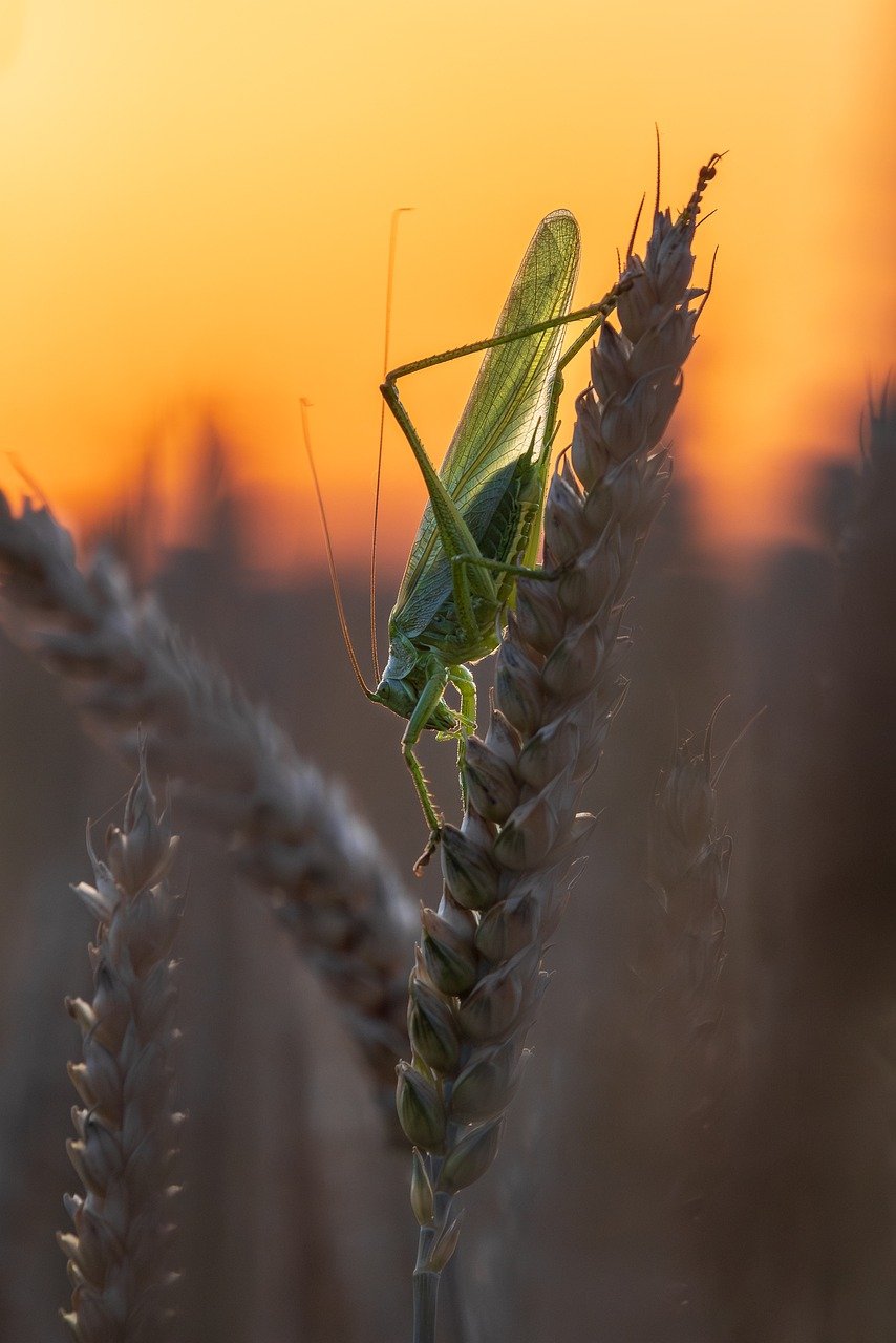 grasshopper, insect, wheat, field, sunset, dusk, nature, closeup, bug