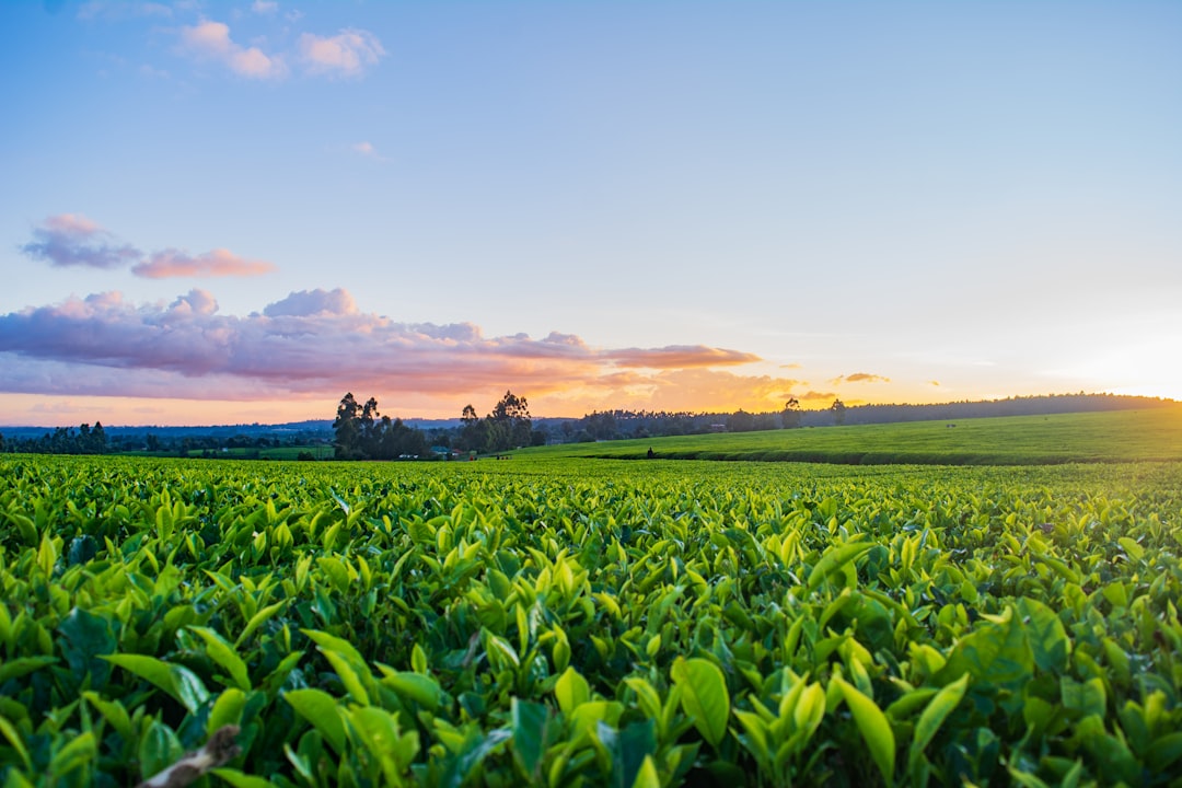 services-07 Sunset over Limuru tea farm