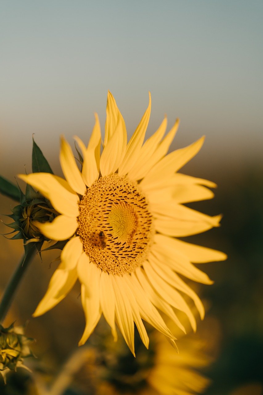 sunflower, beautiful flowers, nature, flower background, flower wallpaper, bloom, flower, summer, yellow, plant